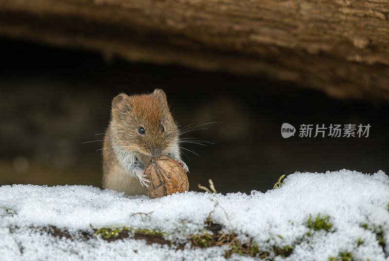 可爱的田鼠(Myodes glareolus)